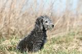 BEDLINGTON TERRIER 124